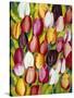 Colorful Tulips-Mary Russel-Stretched Canvas