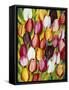 Colorful Tulips-Mary Russel-Framed Stretched Canvas