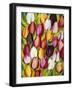 Colorful Tulips-Mary Russel-Framed Giclee Print