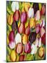 Colorful Tulips-Mary Russel-Mounted Giclee Print