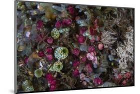 Colorful Tunicates Grow Among Coral Polyps-Stocktrek Images-Mounted Photographic Print