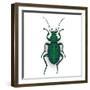 Colorful Vector Drawing of Ground Beetle.-AnnaPoguliaeva-Framed Photographic Print