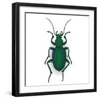 Colorful Vector Drawing of Ground Beetle.-AnnaPoguliaeva-Framed Photographic Print