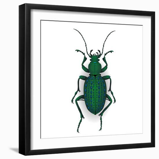 Colorful Vector Drawing of Ground Beetle.-AnnaPoguliaeva-Framed Photographic Print