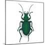 Colorful Vector Drawing of Ground Beetle.-AnnaPoguliaeva-Mounted Photographic Print