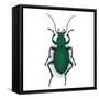 Colorful Vector Drawing of Ground Beetle.-AnnaPoguliaeva-Framed Stretched Canvas