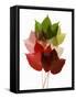 Colorful Virginia Creeper Leaves-Bodo A^ Schieren-Framed Stretched Canvas
