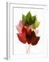 Colorful Virginia Creeper Leaves-Bodo A^ Schieren-Framed Photographic Print