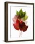 Colorful Virginia Creeper Leaves-Bodo A^ Schieren-Framed Photographic Print