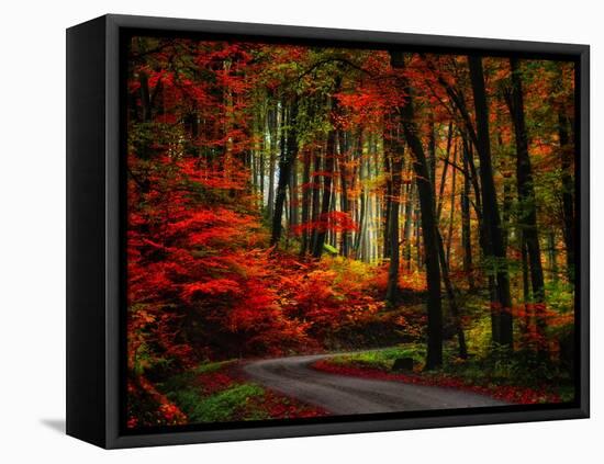 Colorful Way-Philippe Sainte-Laudy-Framed Stretched Canvas