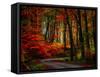 Colorful Way-Philippe Sainte-Laudy-Framed Stretched Canvas