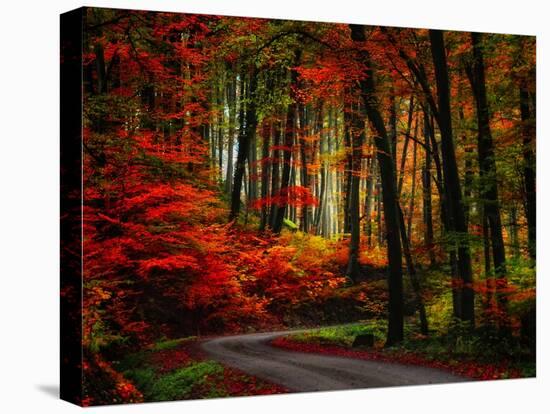 Colorful Way-Philippe Sainte-Laudy-Stretched Canvas