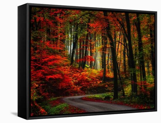 Colorful Way-Philippe Sainte-Laudy-Framed Stretched Canvas