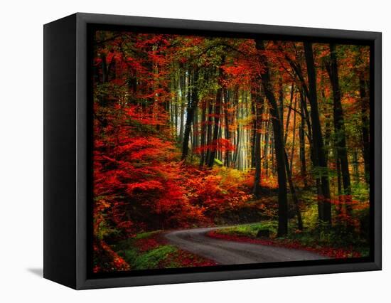 Colorful Way-Philippe Sainte-Laudy-Framed Stretched Canvas