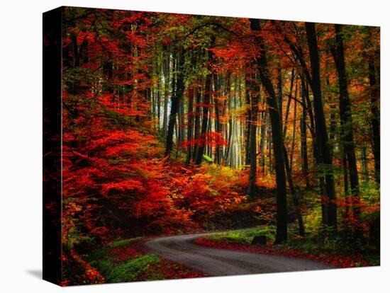 Colorful Way-Philippe Sainte-Laudy-Stretched Canvas