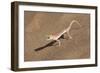 Colorful Web-footed or Palmatogecko gecko-Brenda Tharp-Framed Photographic Print