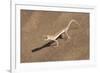 Colorful Web-footed or Palmatogecko gecko-Brenda Tharp-Framed Photographic Print