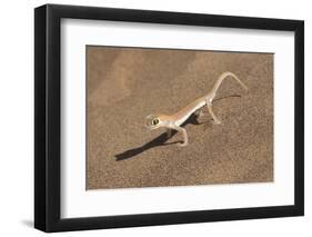 Colorful Web-footed or Palmatogecko gecko-Brenda Tharp-Framed Photographic Print