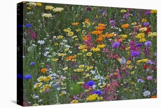 Colorful Wildflower Mixture-Steve Terrill-Stretched Canvas