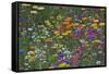 Colorful Wildflower Mixture-Steve Terrill-Framed Stretched Canvas