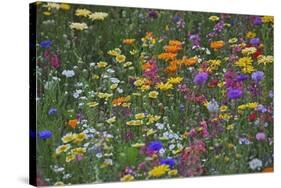 Colorful Wildflower Mixture-Steve Terrill-Stretched Canvas