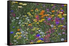 Colorful Wildflower Mixture-Steve Terrill-Framed Stretched Canvas