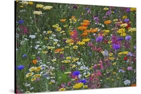 Colorful Wildflower Mixture-Steve Terrill-Stretched Canvas