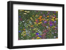 Colorful Wildflower Mixture-Steve Terrill-Framed Premium Photographic Print