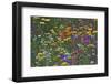 Colorful Wildflower Mixture-Steve Terrill-Framed Premium Photographic Print