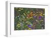 Colorful Wildflower Mixture-Steve Terrill-Framed Premium Photographic Print