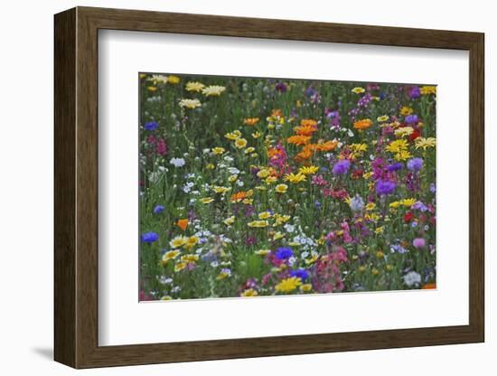 Colorful Wildflower Mixture-Steve Terrill-Framed Photographic Print