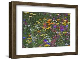 Colorful Wildflower Mixture-Steve Terrill-Framed Photographic Print