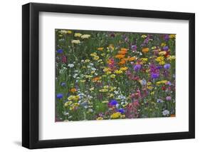 Colorful Wildflower Mixture-Steve Terrill-Framed Photographic Print