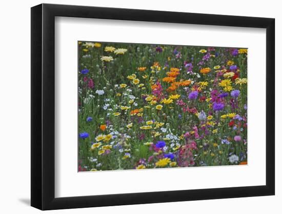 Colorful Wildflower Mixture-Steve Terrill-Framed Photographic Print