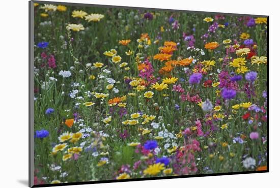 Colorful Wildflower Mixture-Steve Terrill-Mounted Photographic Print