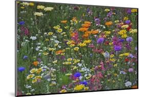 Colorful Wildflower Mixture-Steve Terrill-Mounted Photographic Print