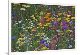 Colorful Wildflower Mixture-Steve Terrill-Framed Photographic Print