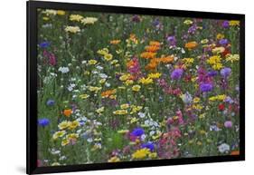 Colorful Wildflower Mixture-Steve Terrill-Framed Photographic Print