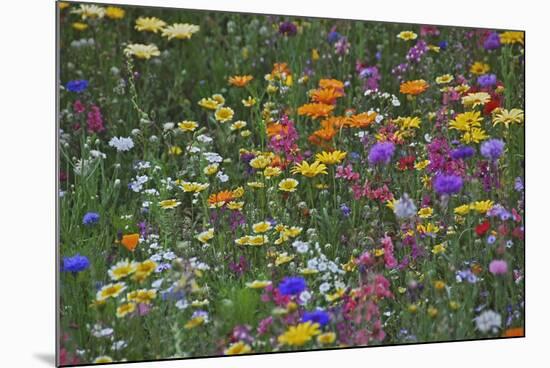 Colorful Wildflower Mixture-Steve Terrill-Mounted Photographic Print