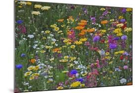 Colorful Wildflower Mixture-Steve Terrill-Mounted Photographic Print