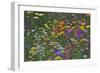 Colorful Wildflower Mixture-Steve Terrill-Framed Photographic Print