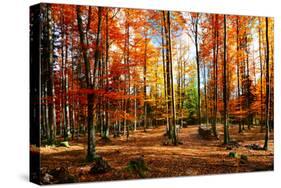 Colorful World-Philippe Sainte-Laudy-Stretched Canvas