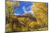 Colorful yellow cottonwood trees, Canyonlands National Park, Needles District, Utah-William Perry-Mounted Photographic Print