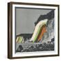 Coloring Cliffs-Danielle Kroll-Framed Giclee Print