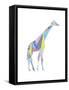 Colorpoly Gira-Pamela Varacek-Framed Stretched Canvas