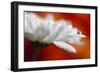 Colors and cream-Heidi Westum-Framed Photographic Print