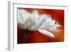 Colors and cream-Heidi Westum-Framed Photographic Print