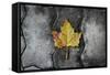 Colors of a Leaf on Stone-null-Framed Stretched Canvas