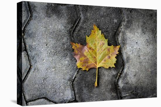 Colors of a Leaf on Stone-null-Stretched Canvas