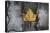 Colors of a Leaf on Stone-null-Stretched Canvas
